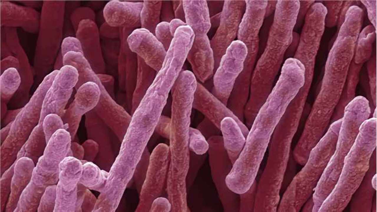 Mycobacterium smegmatis - NewsCellulari.it